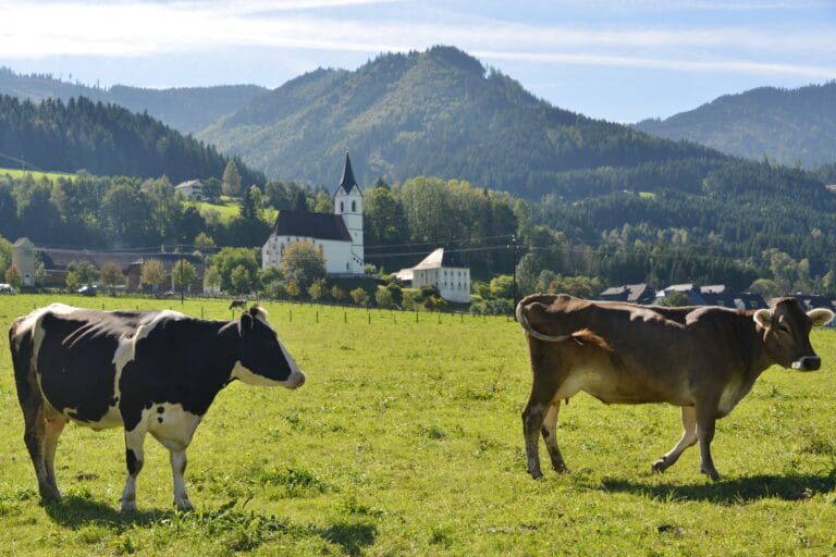 LASSING_PANORAMA_KÜHE_10.2014_(c)_bloh24 (3)