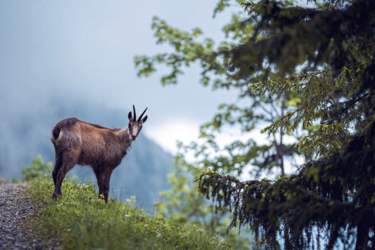 Nationalparks_Austria_Gesäuse©StefanLeitner_008