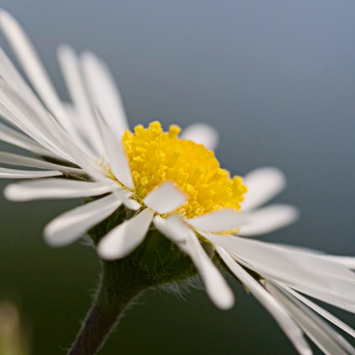 gänseblümchen